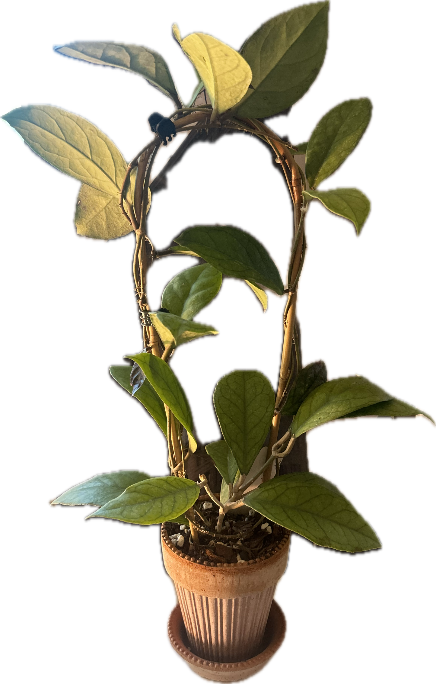 Hoya EPC 1002 (vittelina x finlaysonii) - Rockin D Beard