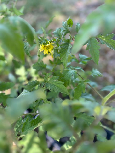 Plant Sale - Rockin D Beard