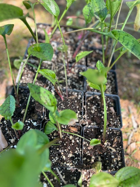 Plant Sale - Rockin D Beard