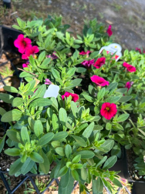Plant Sale - Rockin D Beard