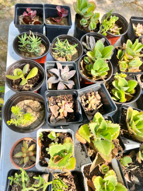 Plant Sale - Rockin D Beard