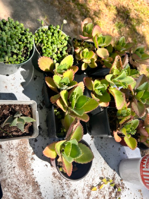 Plant Sale - Rockin D Beard